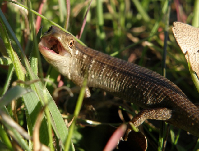 Defensive posturing by a southern alligator lizard in Pogonip State Park